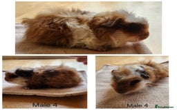 Guinea Pig rodents for sale: Cute Guinea Pups - Image 3