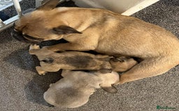 French Bulldog dogs for sale: pupis - Image 8