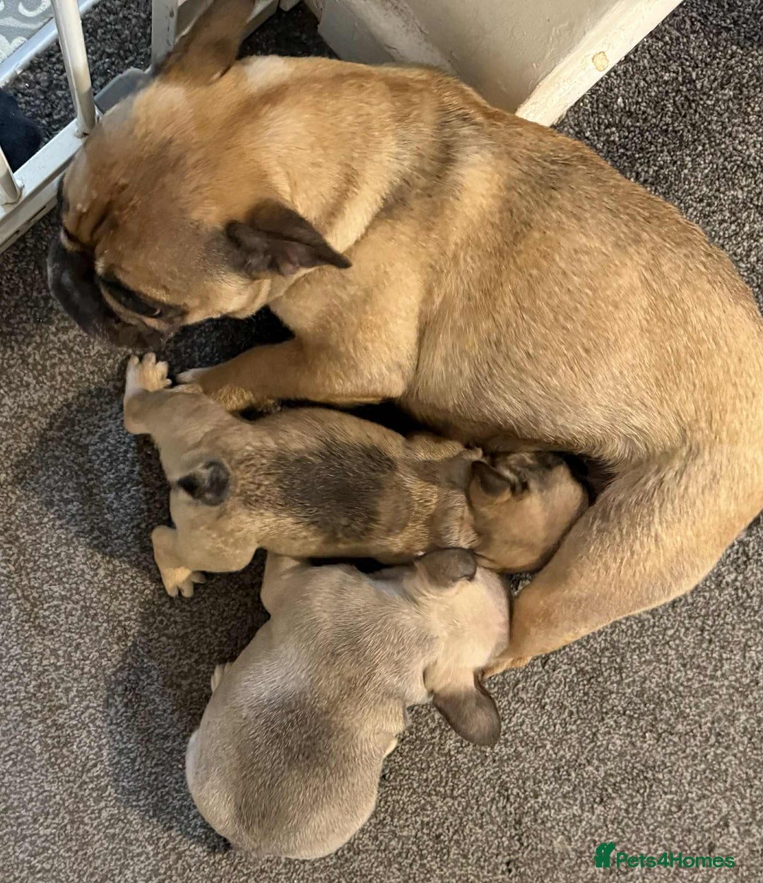 French Bulldog dogs for sale: pupis - Image 8