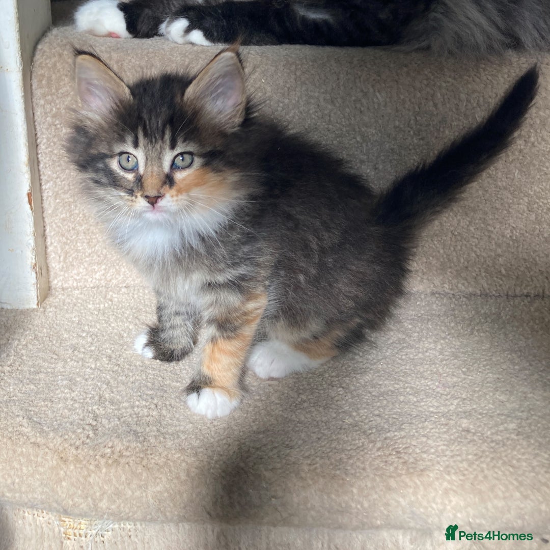 Norwegian Forest Cat cats for sale: Full  GCCF pedigree Norwegian Forest kittens - Image 3