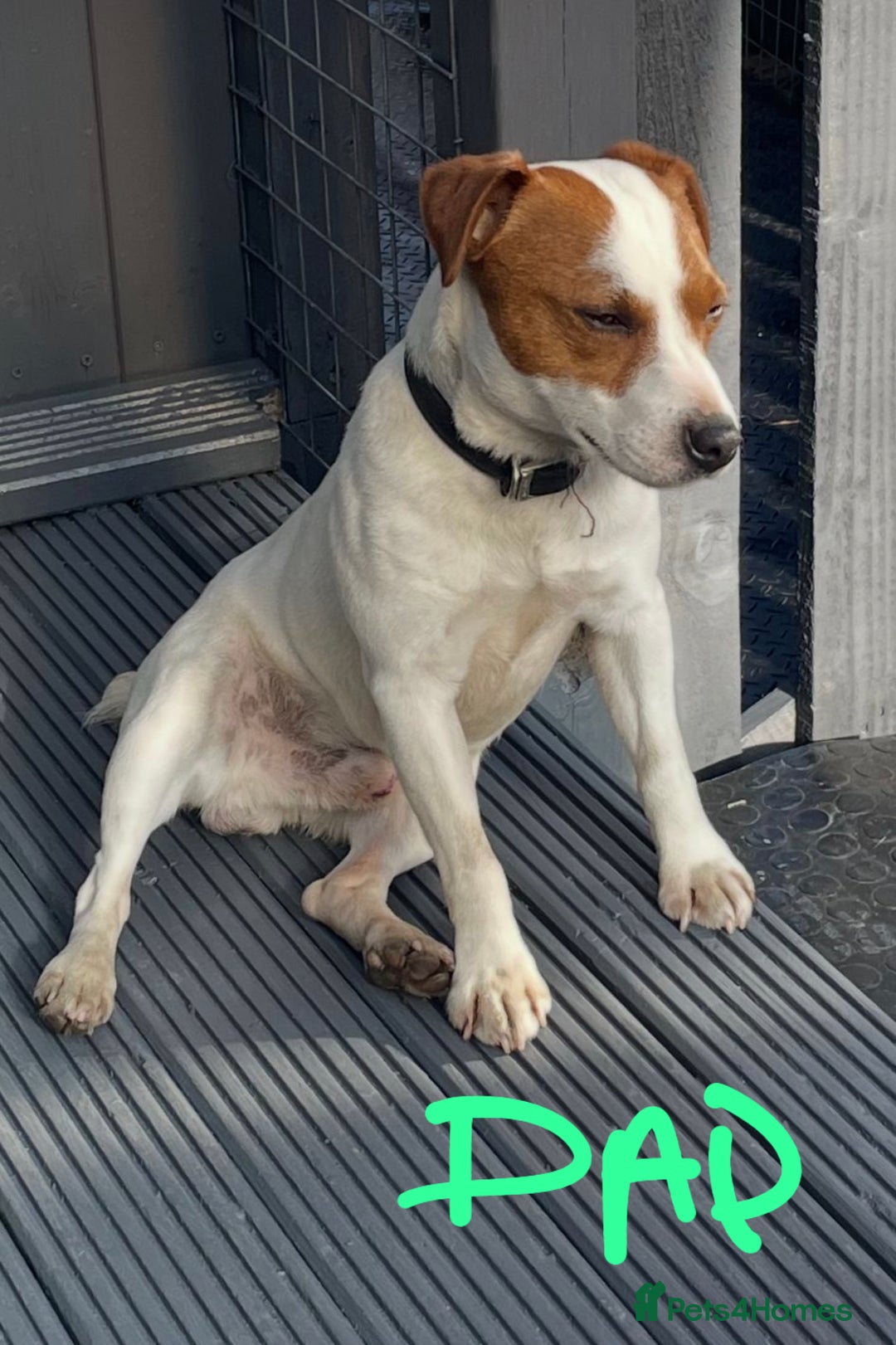 Jack Russell dogs for sale: Jack Russel puppies for sale  - Image 10