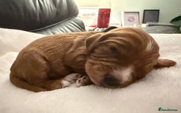 Mixed Breed dogs for sale: Cockapoo/Cavapoo Mix Puppies Available 10 Nov 25 - Image 28
