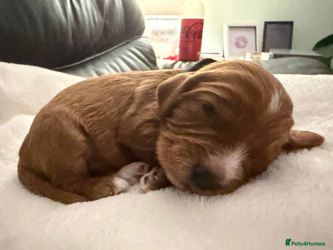 Mixed Breed dogs for sale: Cockapoo/Cavapoo Mix Puppies Available 10 Nov 25 - Image 28