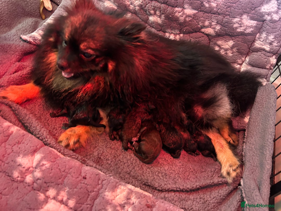 Pomeranian dogs for sale: Purebred fluffy Pomeranian puppies mum Russian! - Advert 11