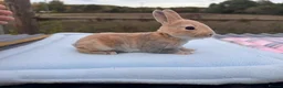 Rex rabbits for sale: 🐰✨ PEDIGREE MINI REX RABBITS – AVAILABLE SOON! 🐰 - Advert 5
