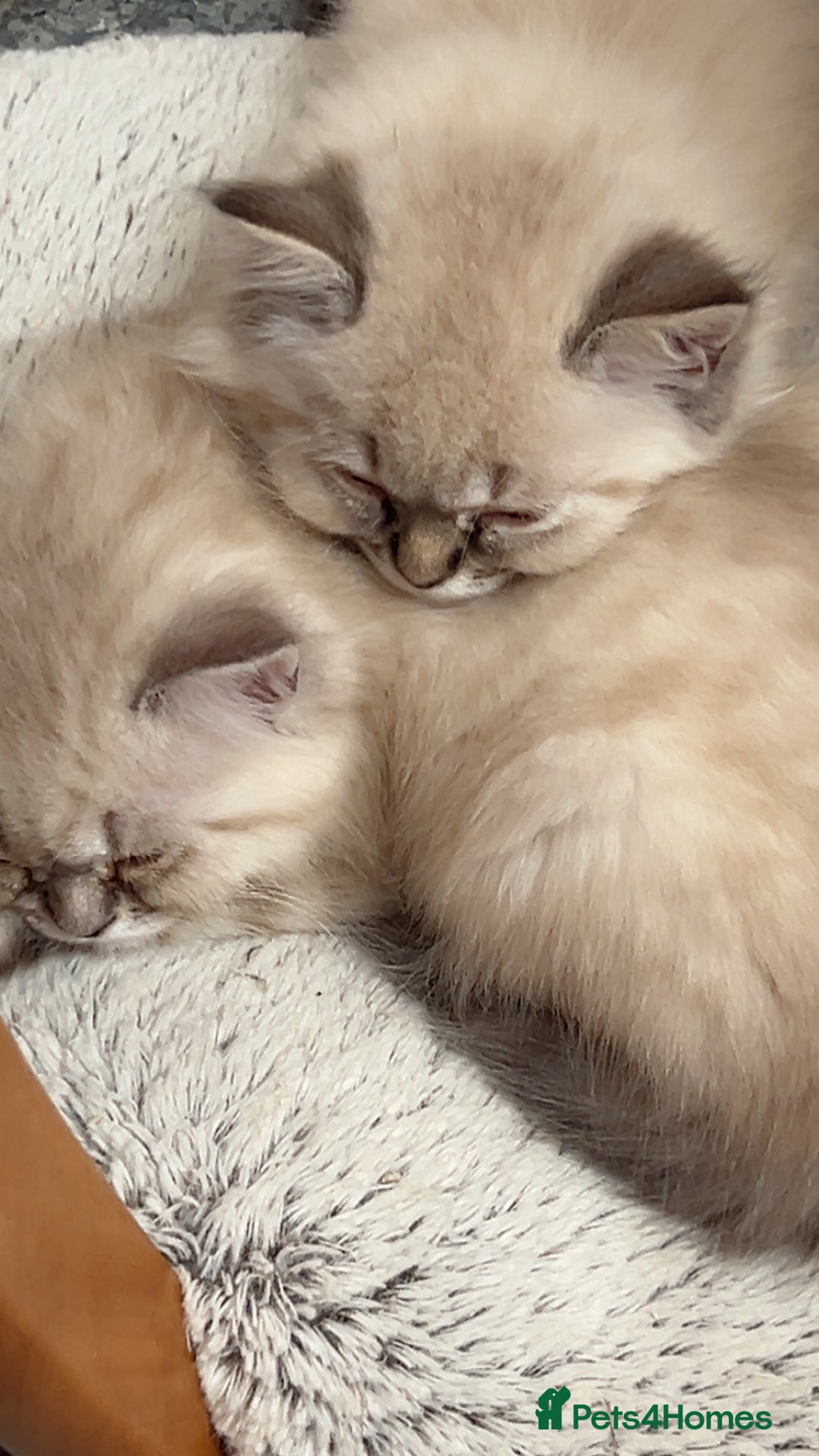 Persian cats for sale: 4 Beautiful Himalayan X Chinchilla Persian Kittens - Advert 4