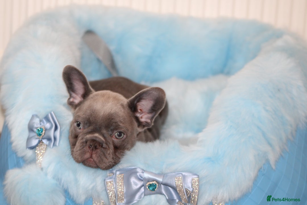 French Bulldog dogs for sale: Solid lilac French bulldog’s  - Advert 23