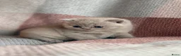 British Shorthair cats for sale: British Shorthair Girls - Advert 12