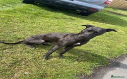 Lurcher dogs for sale: Bull greyhound really good dog - Advert 1