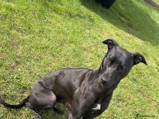 Lurcher dogs for sale: Bull greyhound really good dog - Advert 1