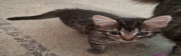 Mixed Breed cats for sale: Kittens - Advert 7