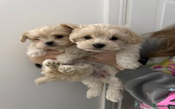Mixed Breed dogs for sale: beautiful baby Lhatese puppys - Advert 4