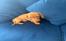 Miniature Dachshund dogs for sale: KC reg PRA clear smooth mini dachshund puppies - Image 11