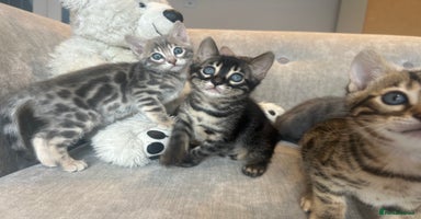 Bengal cats - Advert 13