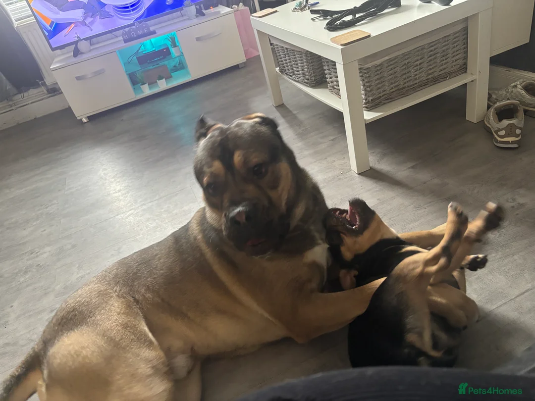 Mixed Breed dogs for adoption: Cane corso / dog de bordoux 13 months old  - Advert 2