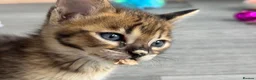 Savannah cats for sale: 🏵️ WORLDS BEST LINES 🏵️ Savannah F2 & F3 Kittens - Advert 15