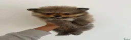 Pomeranian dogs for sale: Minature teddy Poms  - Advert 8