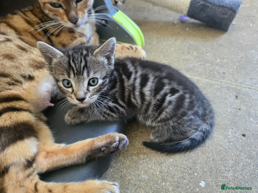 Mixed Breed cats for sale: Mixed male bengal  - Advert 7