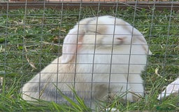 Mini Lop rabbits for sale: Blue harl split mini lop doe - Image 8