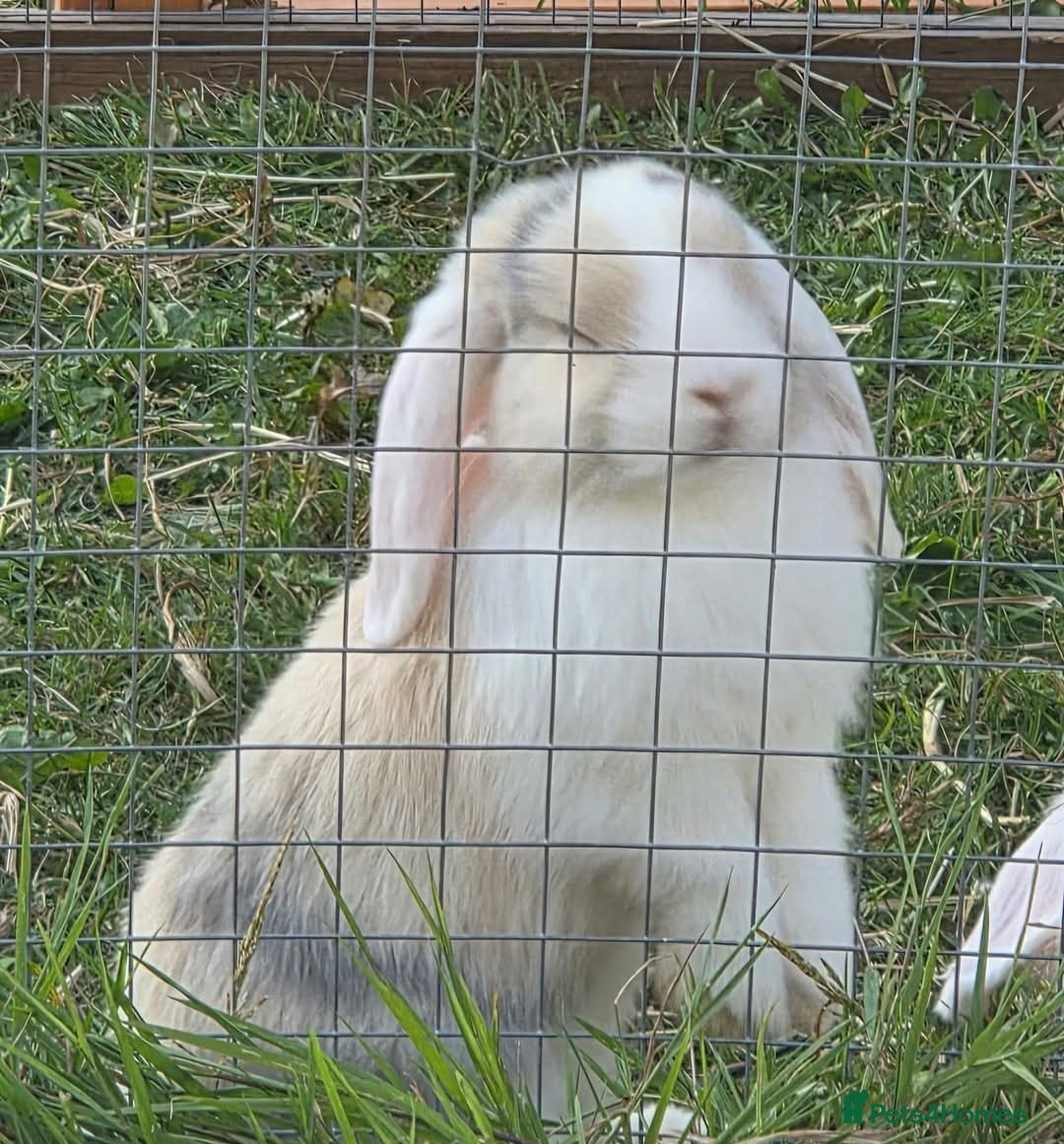 Mini Lop rabbits for sale: Blue harl split mini lop doe - Image 8