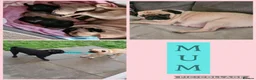 Pug dogs for sale: Beautiful Pug puppies for sale  in Peterborough - Advert 2