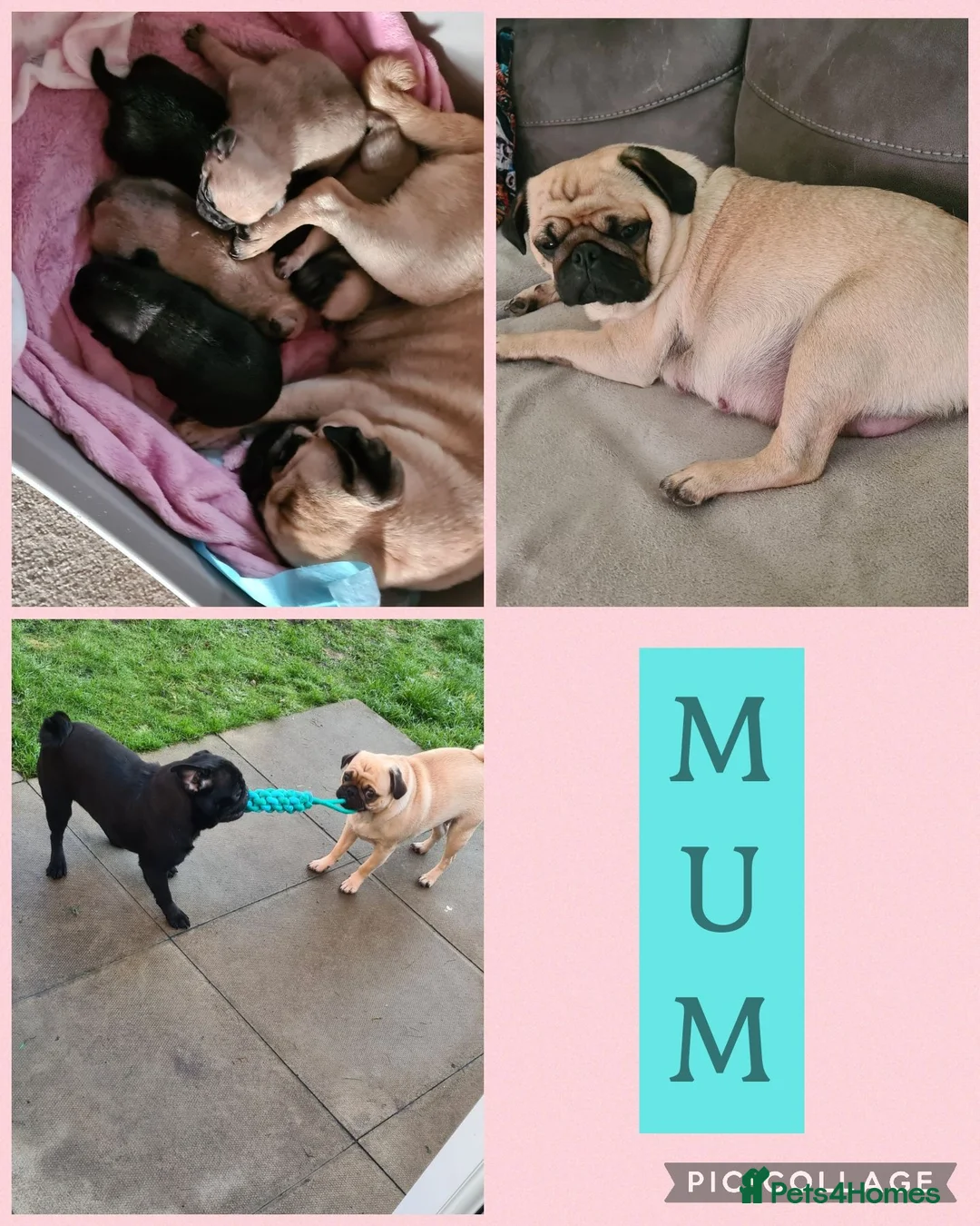 Pug dogs for sale: Beautiful Pug puppies for sale  in Peterborough - Advert 2