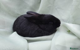 Mini Lop rabbits for sale: Spayed/neutered rabbits for adoption - Image 15