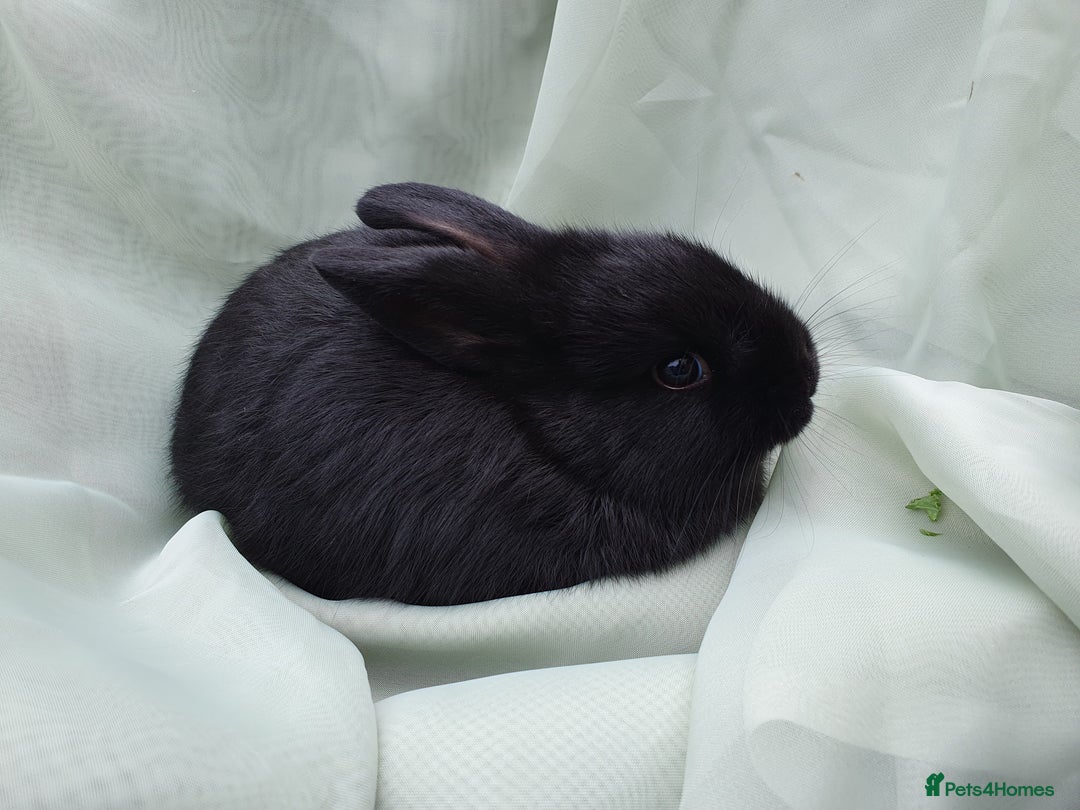 Mini Lop rabbits for sale: Spayed/neutered rabbits for adoption - Image 15