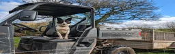 Sprollie dogs for sale: Sprollie Pups For Sale in Crediton - Advert 4