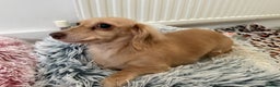 Miniature Dachshund dogs for sale: Long haired Cream Miniature dauchund  - Advert 4