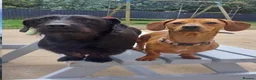 Dachshund dogs for sale: Buddy and Minnie (to be rehomed together)  - Advert 2