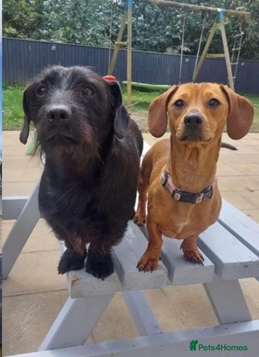 Dachshund dogs for sale: Buddy and Minnie (to be rehomed together)  - Advert 2