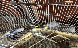 Budgerigars birds for sale: Budgies  - Image 7