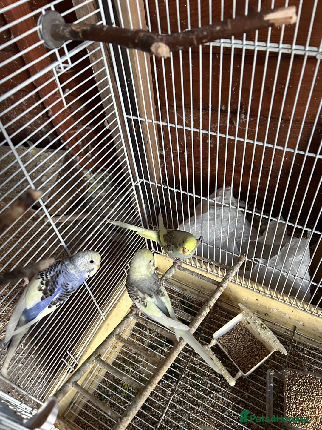 Budgerigars birds for sale: Budgies  - Image 7