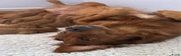 Golden Retriever dogs for sale: KC Health Tested Dark Working Golden Retrievers - Advert 1