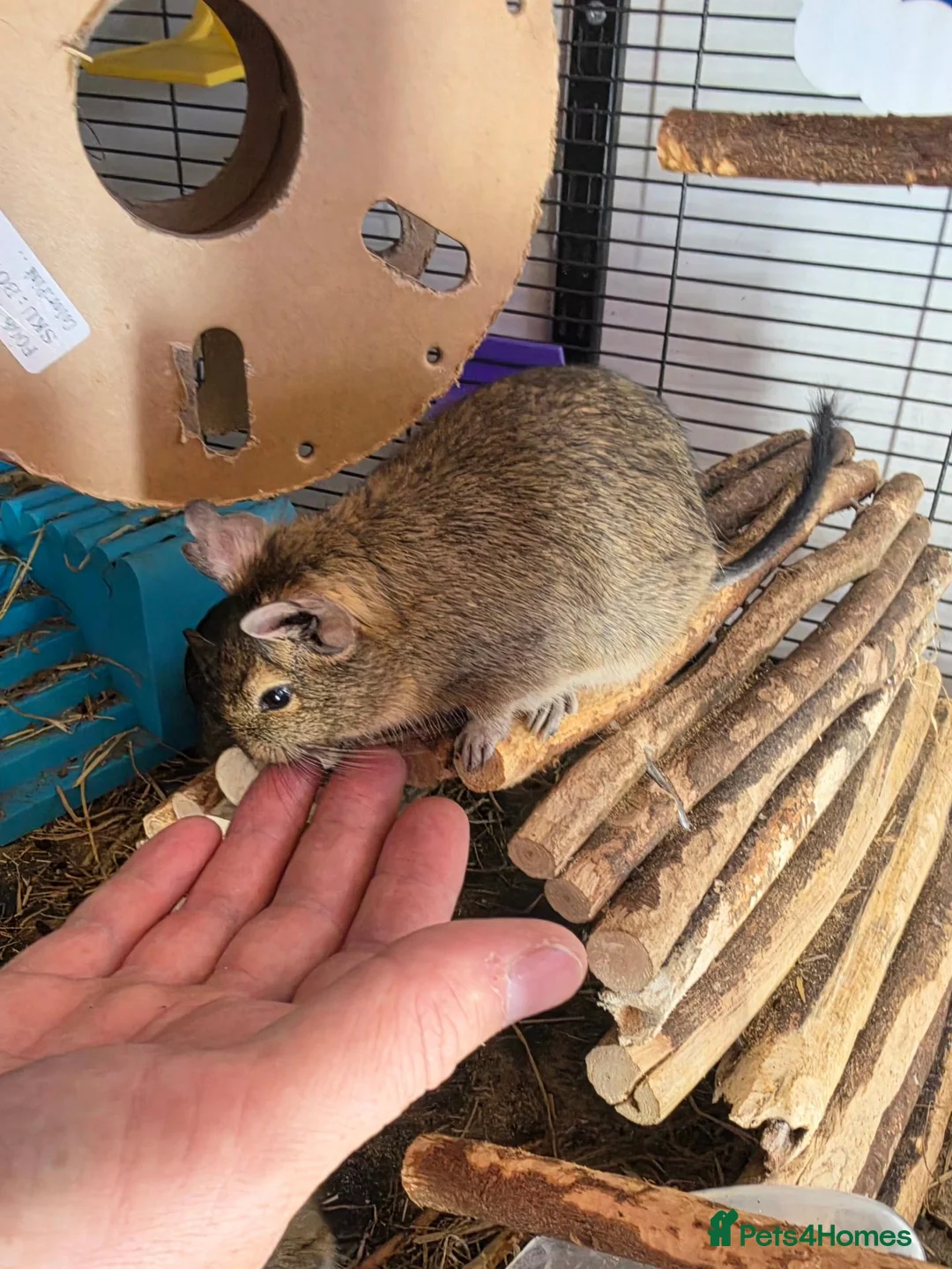 Degus rodents for sale: Adorable Female Degus - Advert 2