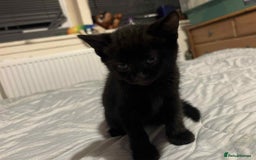 Mixed Breed cats for sale: British short hair cross kitties  - Image 5