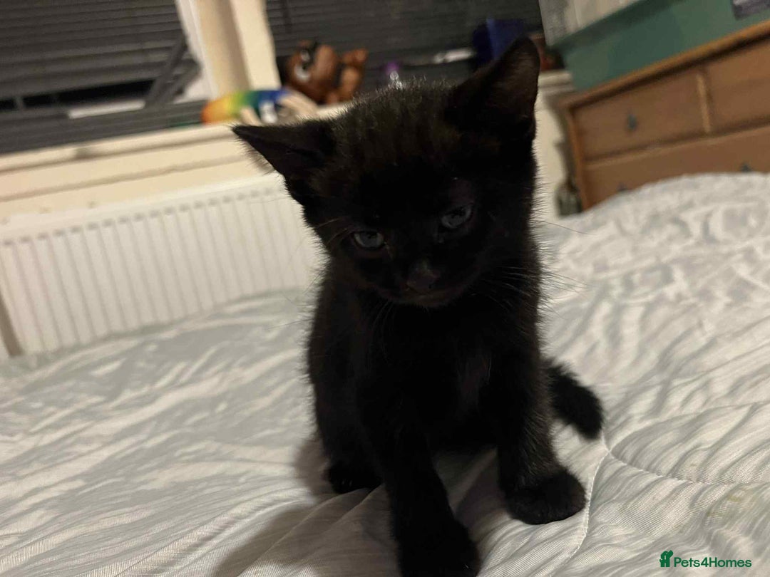 Mixed Breed cats for sale: British short hair cross kitties  - Image 5
