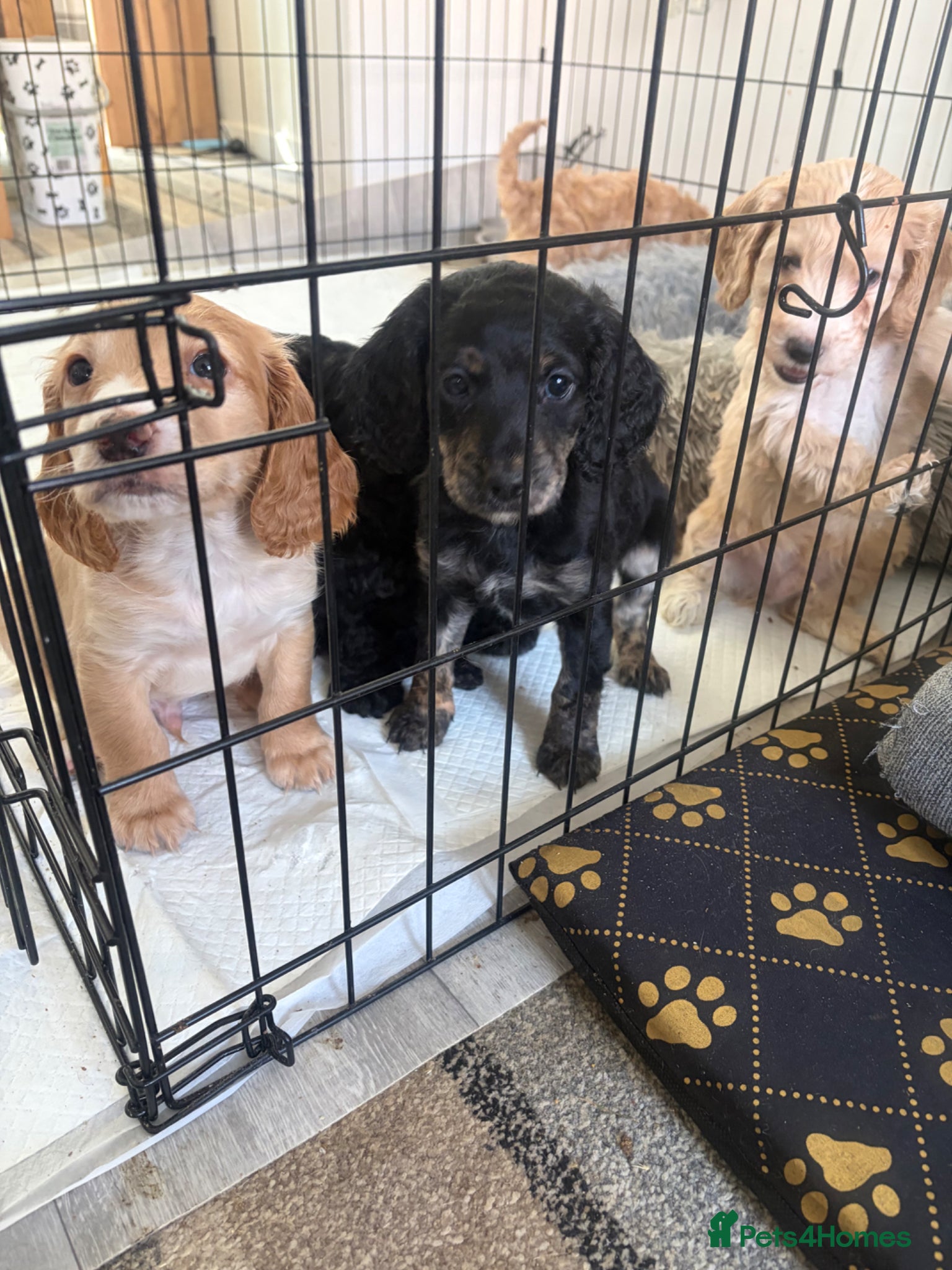 Cockapoo dogs 3 x cockapoos ready 3rd April - Advert 18