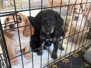Cockapoo dogs 3 x cockapoos ready 3rd April - Advert 18
