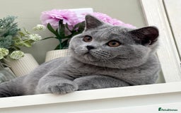 British Shorthair cats for sale: British Blue boy - Image 1