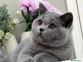 British Shorthair cats - Advert 5