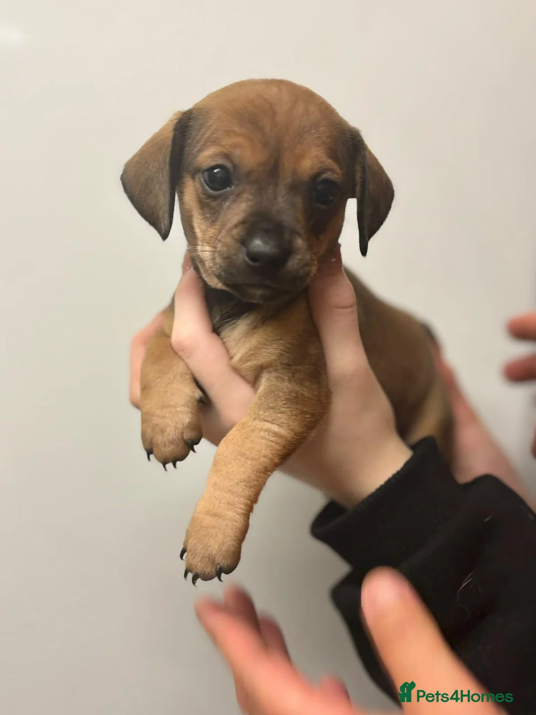 Chiweenie dogs for sale: 1 girls 2 boy chiweenies for sale 🤩 - Advert 16