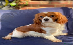 Cavachon dogs for sale: Beautiful Cavashon puppies  - Image 15