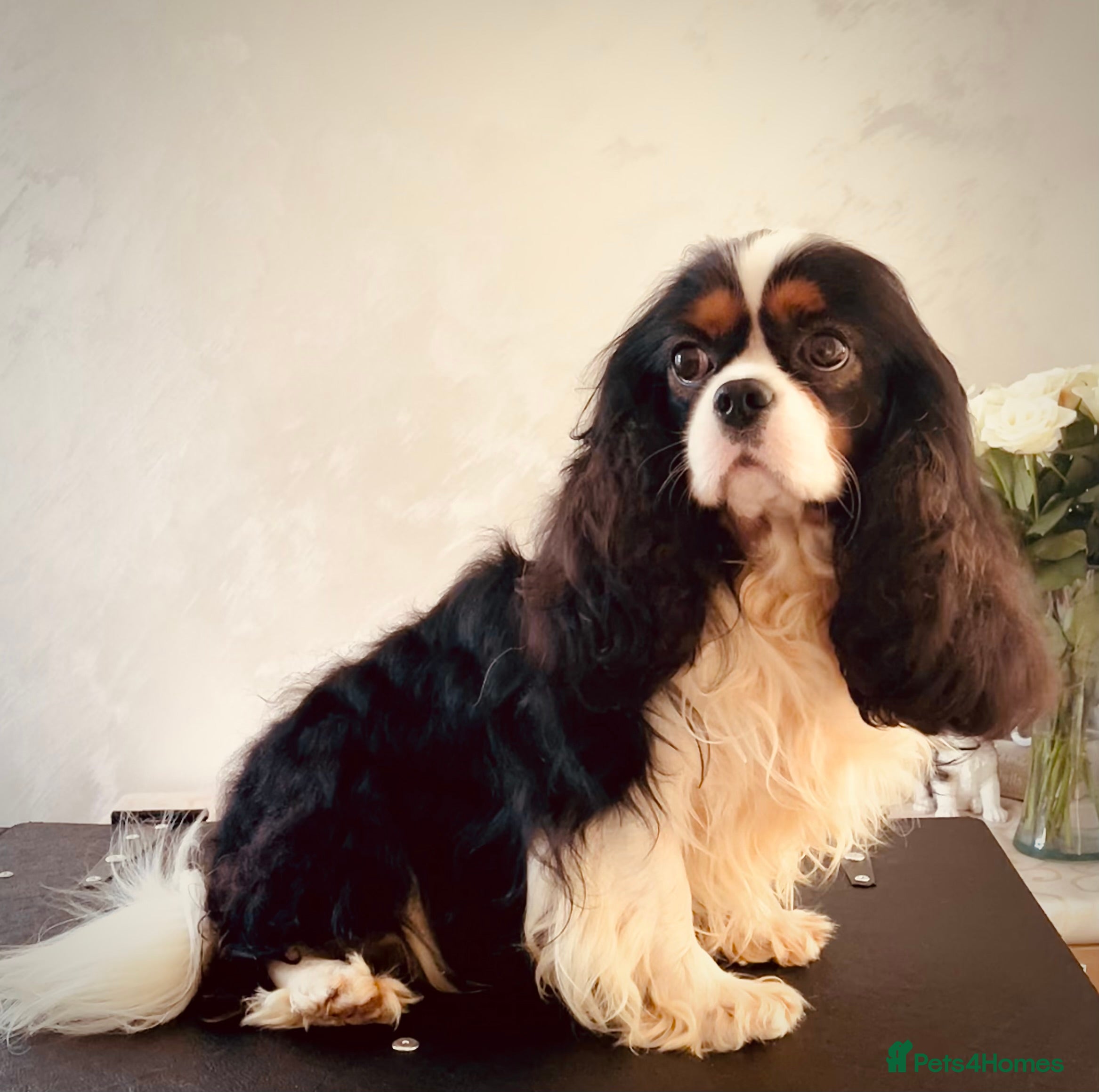 Cavalier King Charles Spaniel dogs HEALTH TESTED; PROVEN - IMPORTED STUD - Advert 3