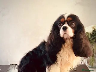 Cavalier King Charles Spaniel dogs HEALTH TESTED; PROVEN - IMPORTED STUD - Advert 3