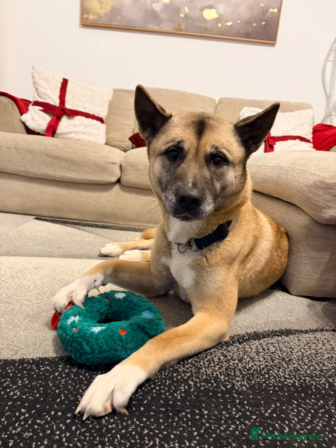 Akita dogs for sale: 7 year old akita - Advert 1