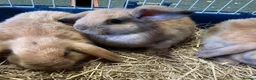 Mini Lop rabbits for sale: Adorable Mini Lop Baby Bunnies  - Advert 1