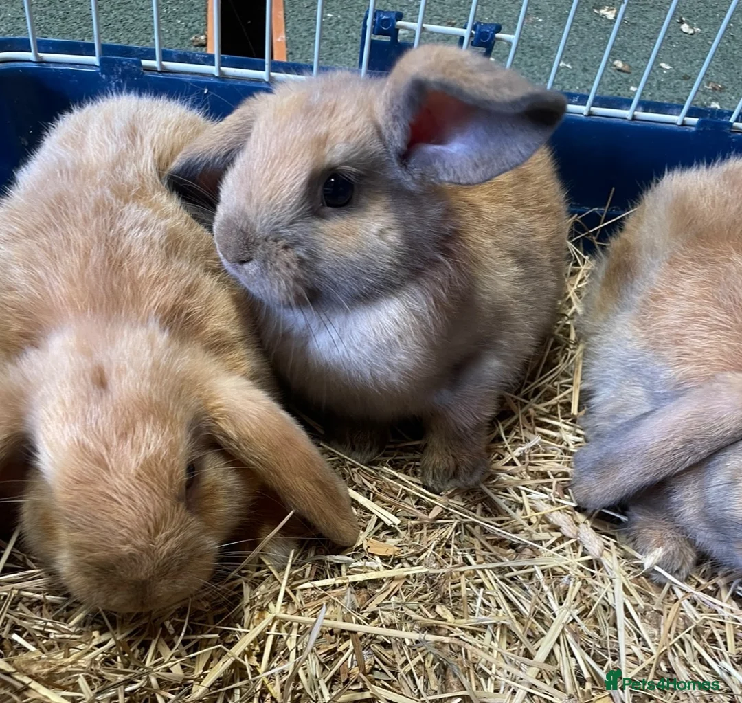 Mini Lop rabbits for sale: Adorable Mini Lop Baby Bunnies  - Advert 1