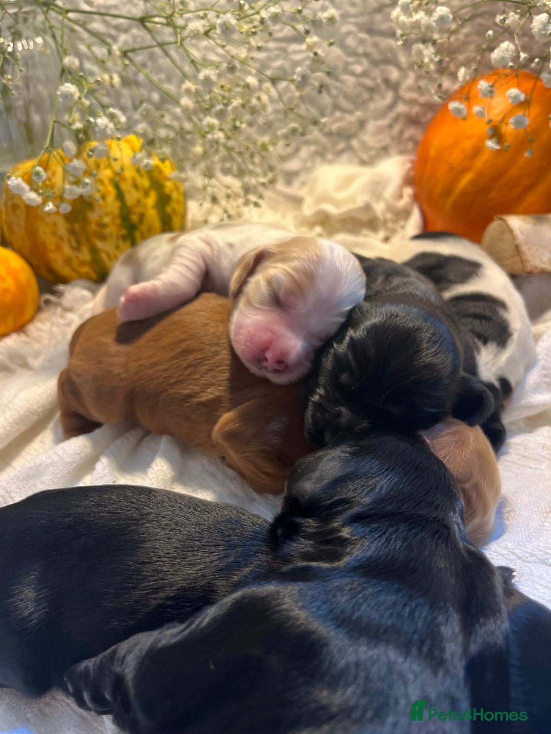 Cocker Spaniel dogs for sale: FAMILY RAISED SHOW TYPE COCKER READY NOW  - Advert 21